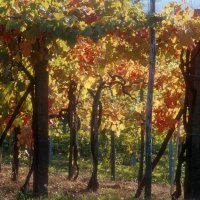 Cascina Piano Autunno